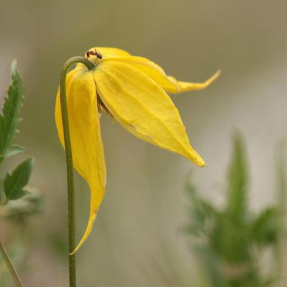 <i>Clematis tangutica</i> 'Helios'