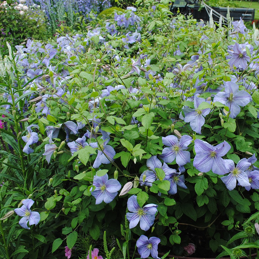 <i>Clematis</i> 'Emilia Plater'