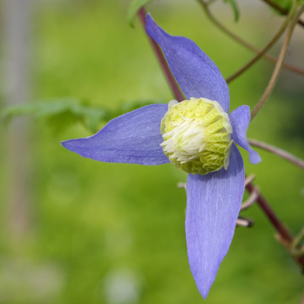 <i>Clematis</i> 'Ocean Pearl'