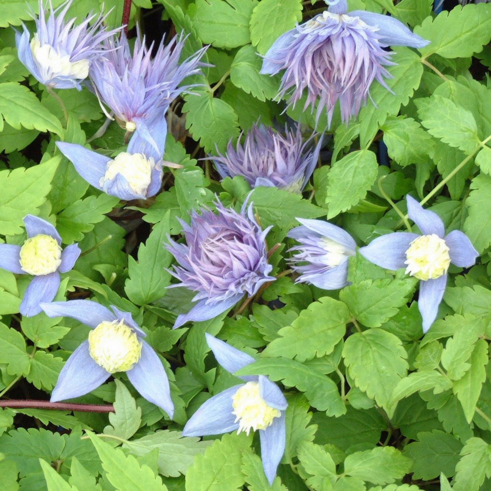 <i>Clematis</i> 'Ocean Pearl'
