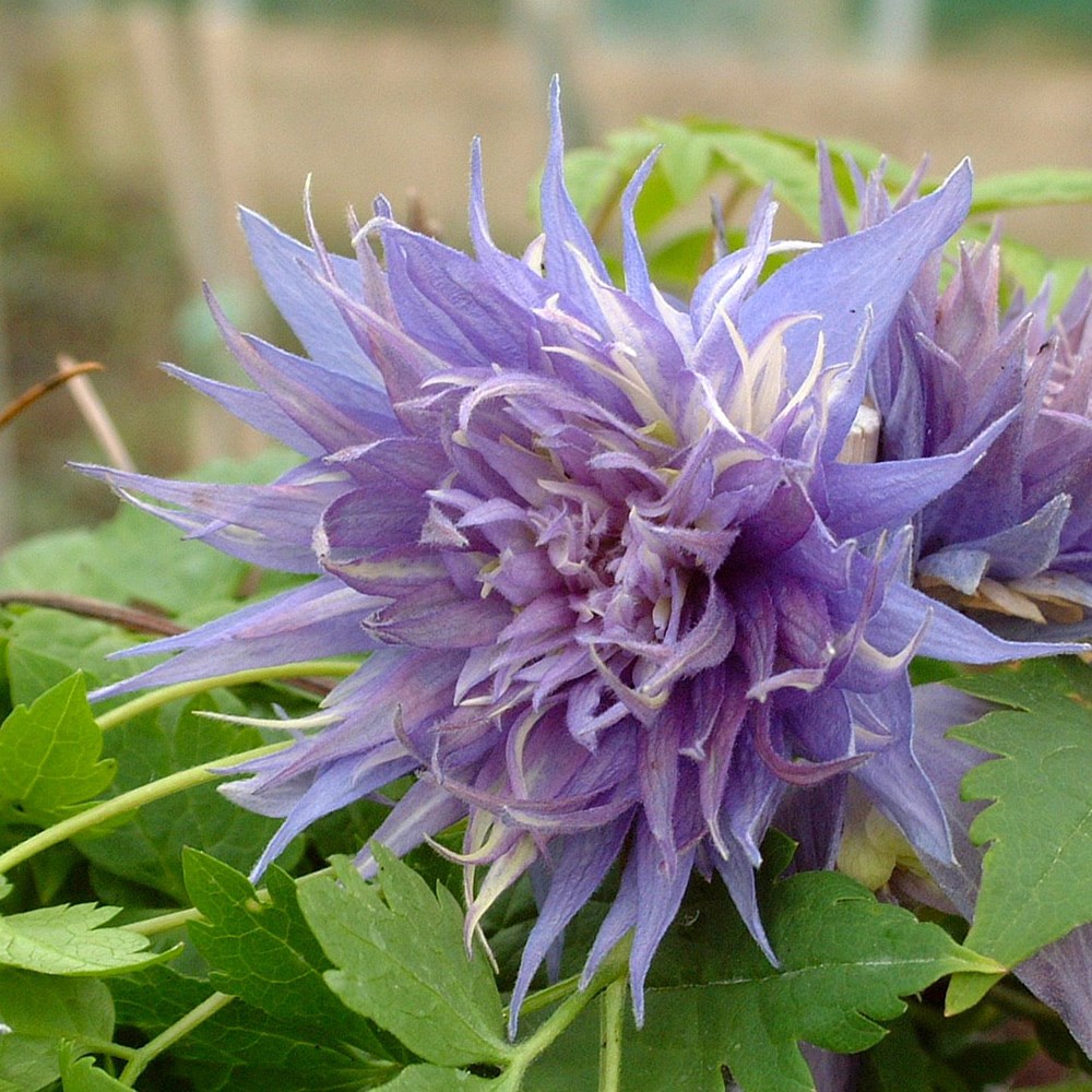 <i>Clematis</i> 'Ocean Pearl'
