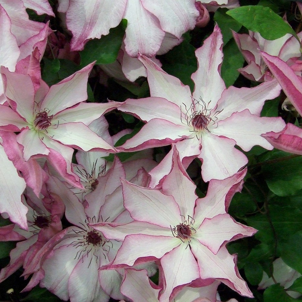 <i>Clematis</i> 'Omoshiro'