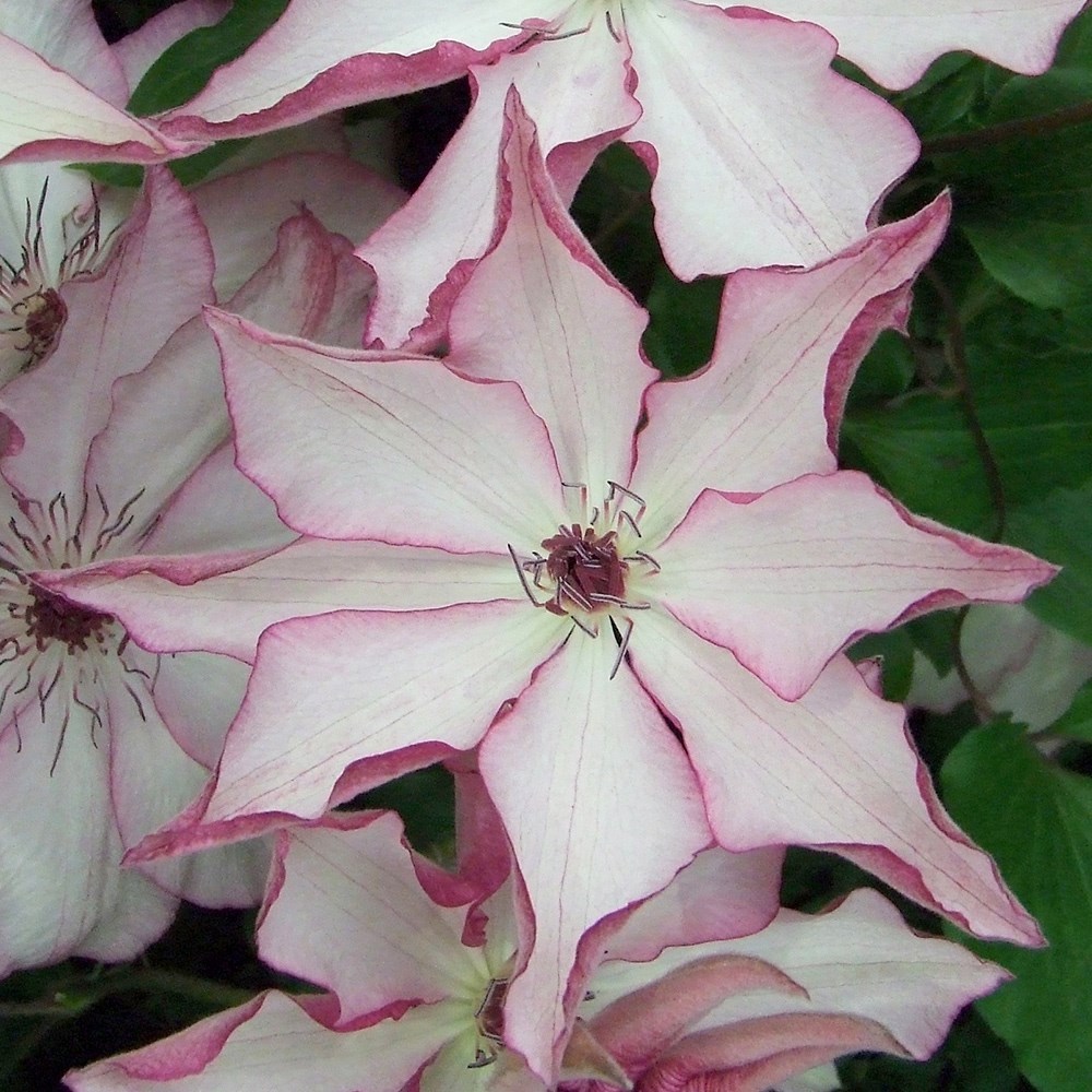 <i>Clematis</i> 'Omoshiro'