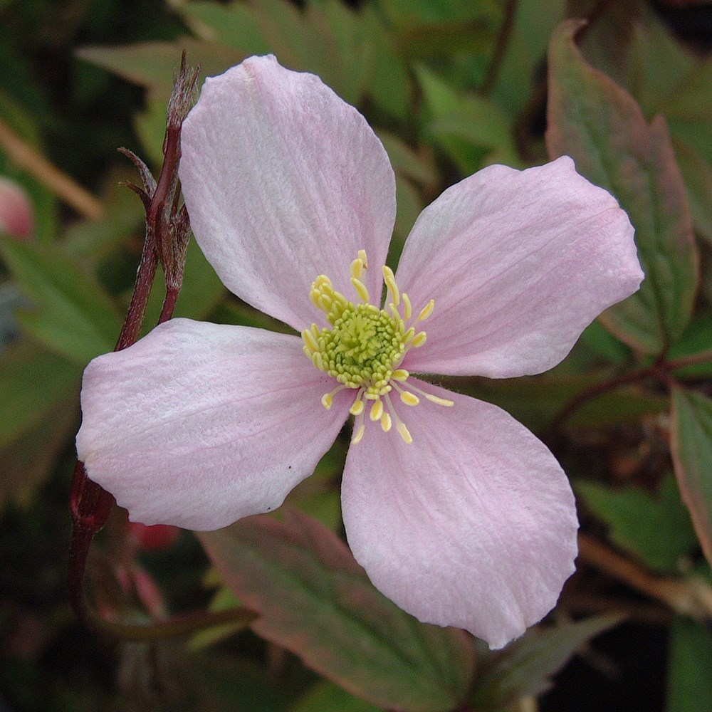 <i>Clematis montana</i> var. <i>rubens</i> 'Rubens Superba'