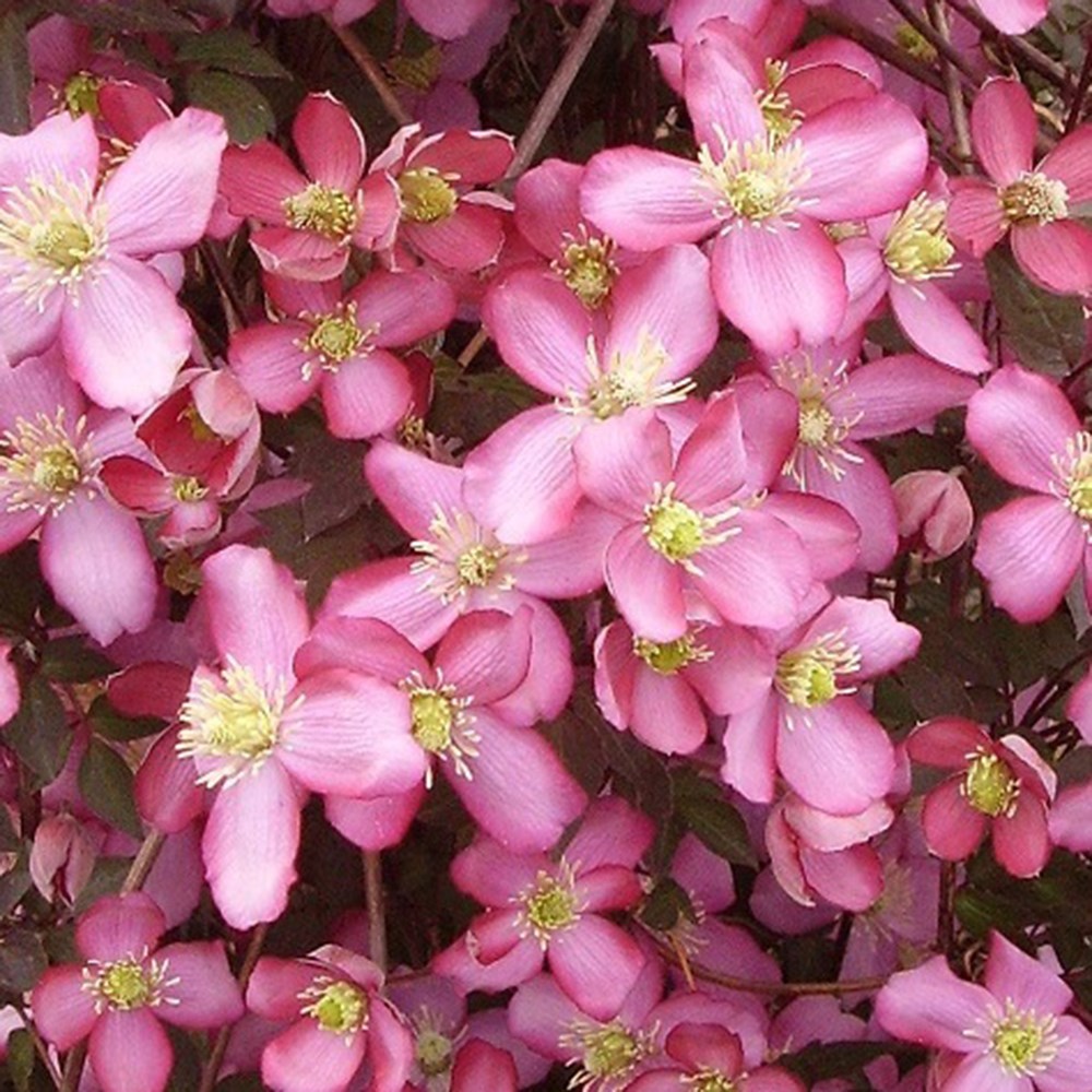 <i>Clematis</i> 'Van Gogh'