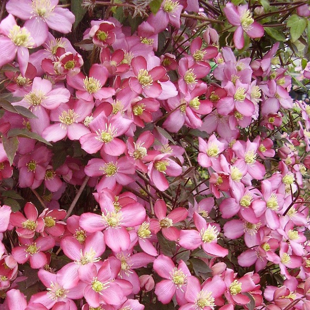 <i>Clematis</i> 'Van Gogh'