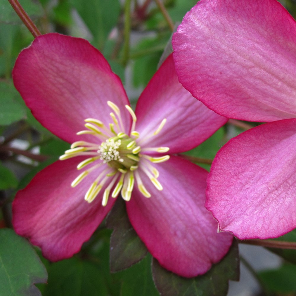 <i>Clematis</i> 'Van Gogh'