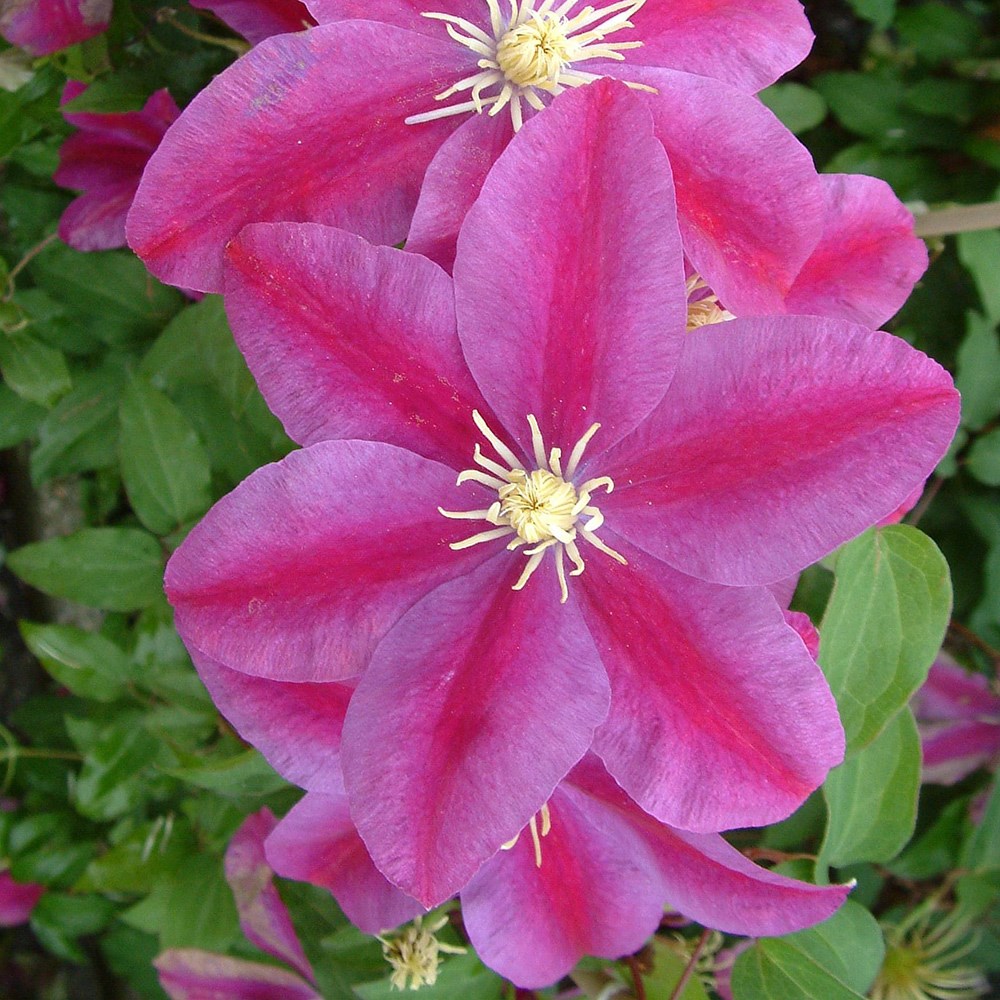 <i>Clematis</i> 'Sunset'