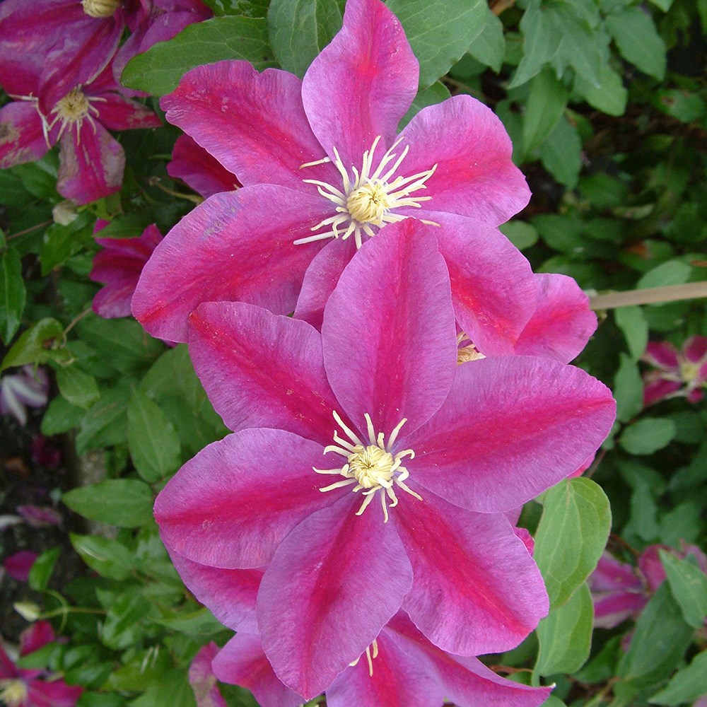 <i>Clematis</i> 'Sunset'