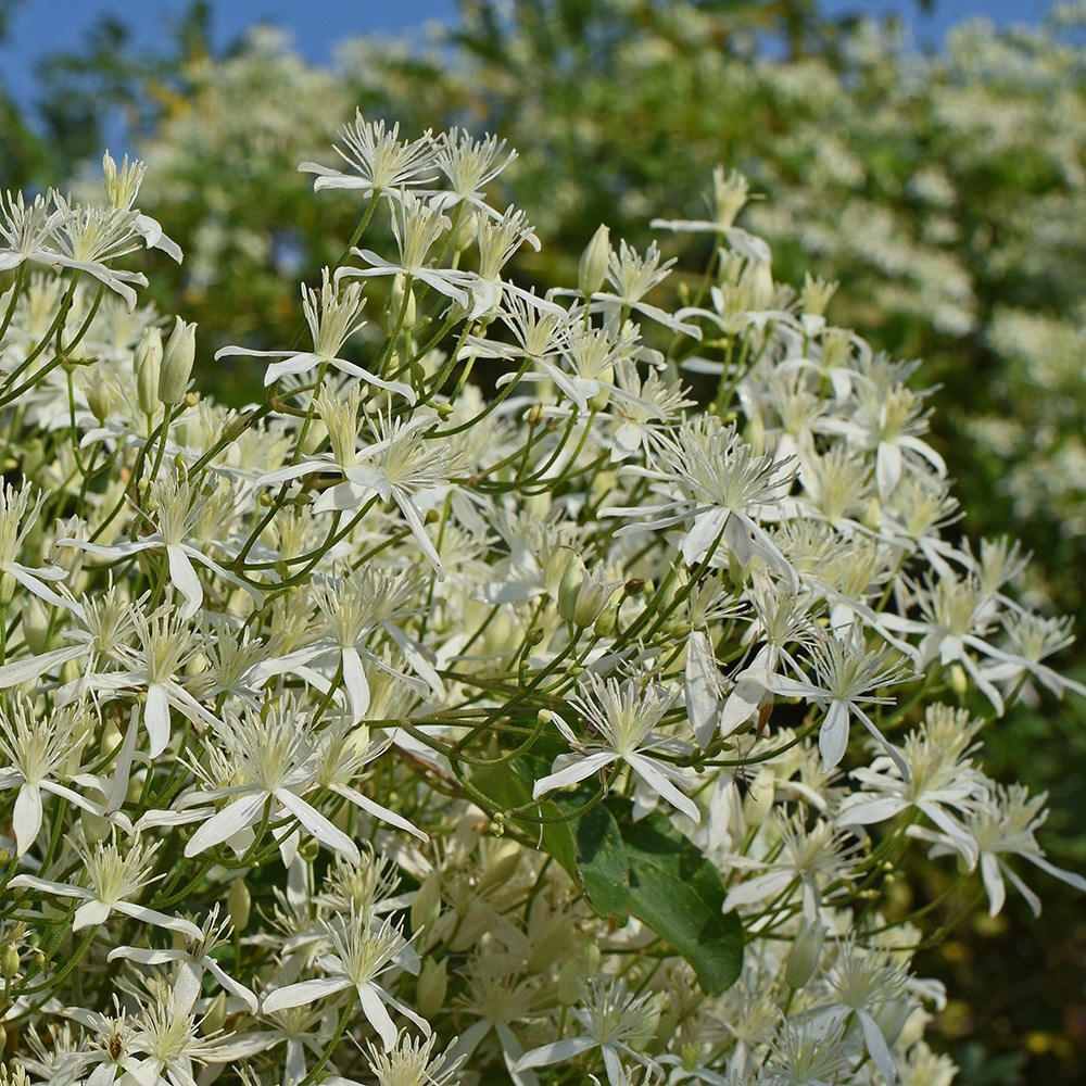 <i>Clematis terniflora</i> 
