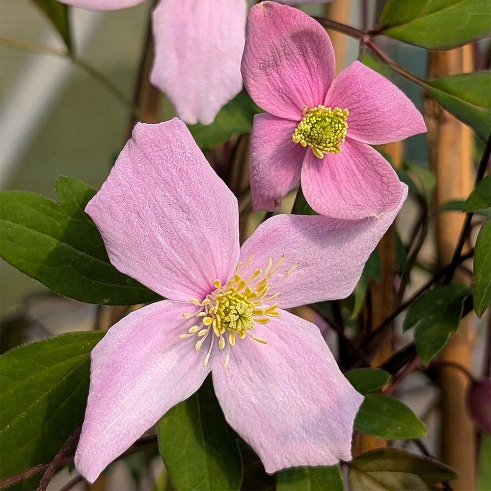 <i>Clematis</i> 'Lovely Mum'