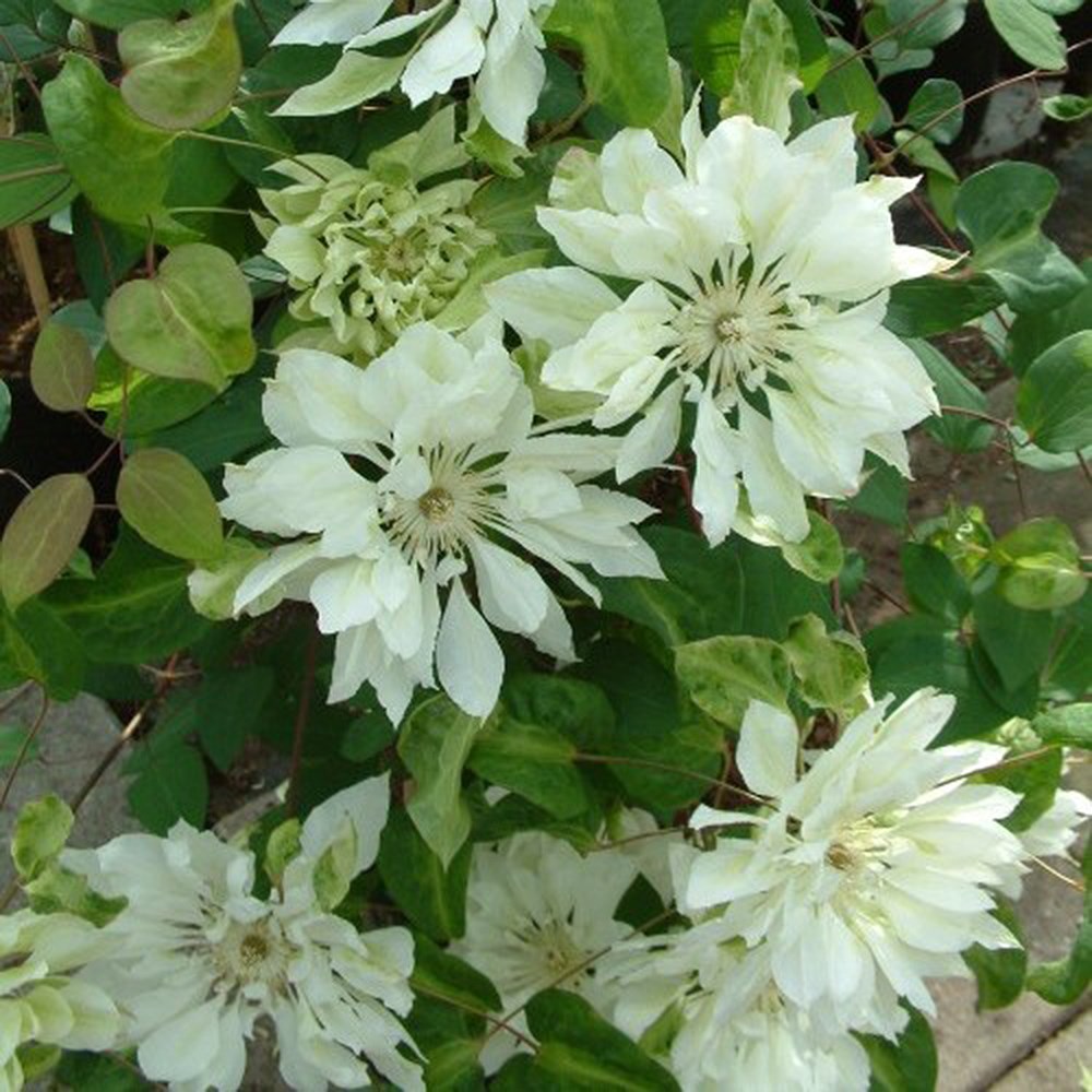 <i>Clematis</i> 'Yukiokoshi'