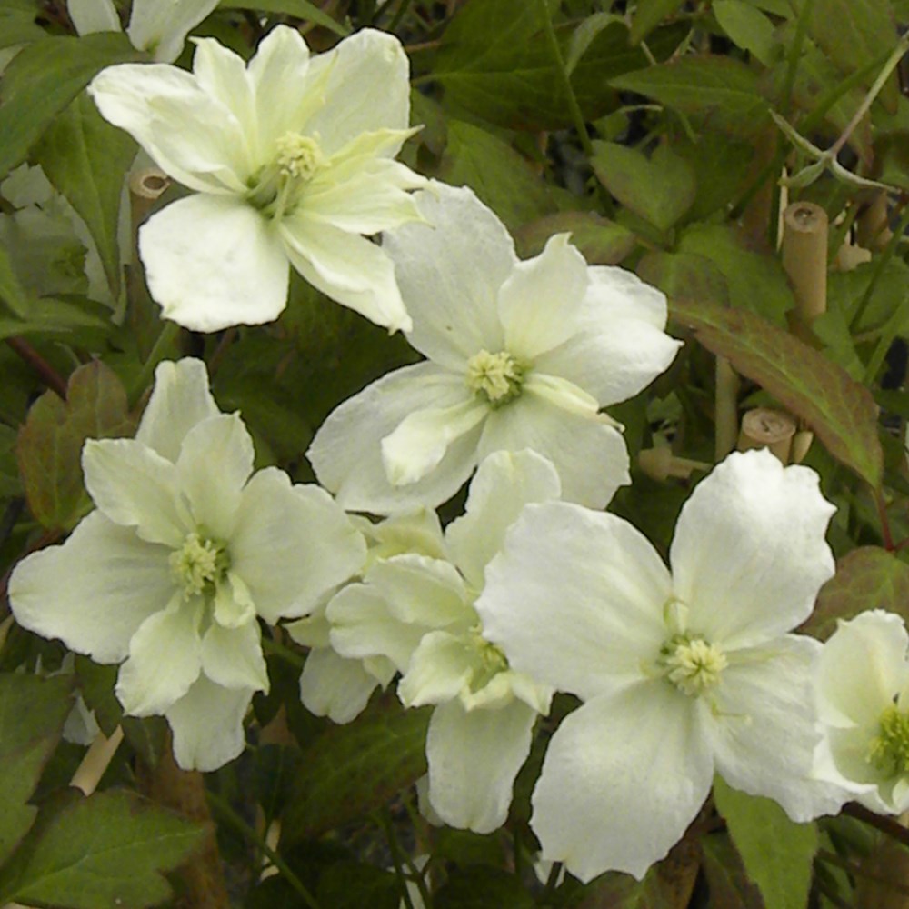<i>Clematis</i> <b class=small-caps>Starlet White Perfume</b> ('Hyflet') (PBR)