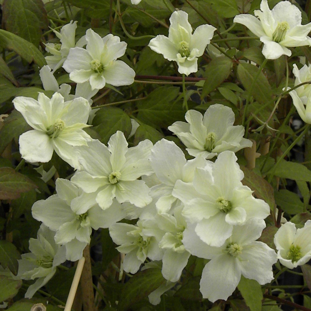 <i>Clematis</i> <b class=small-caps>Starlet White Perfume</b> ('Hyflet') (PBR)