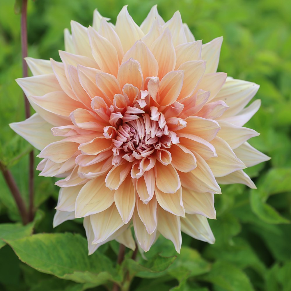 <i>Dahlia</i> 'Mango Madness'