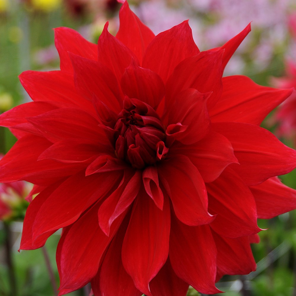 <i>Dahlia</i> 'Babylon'