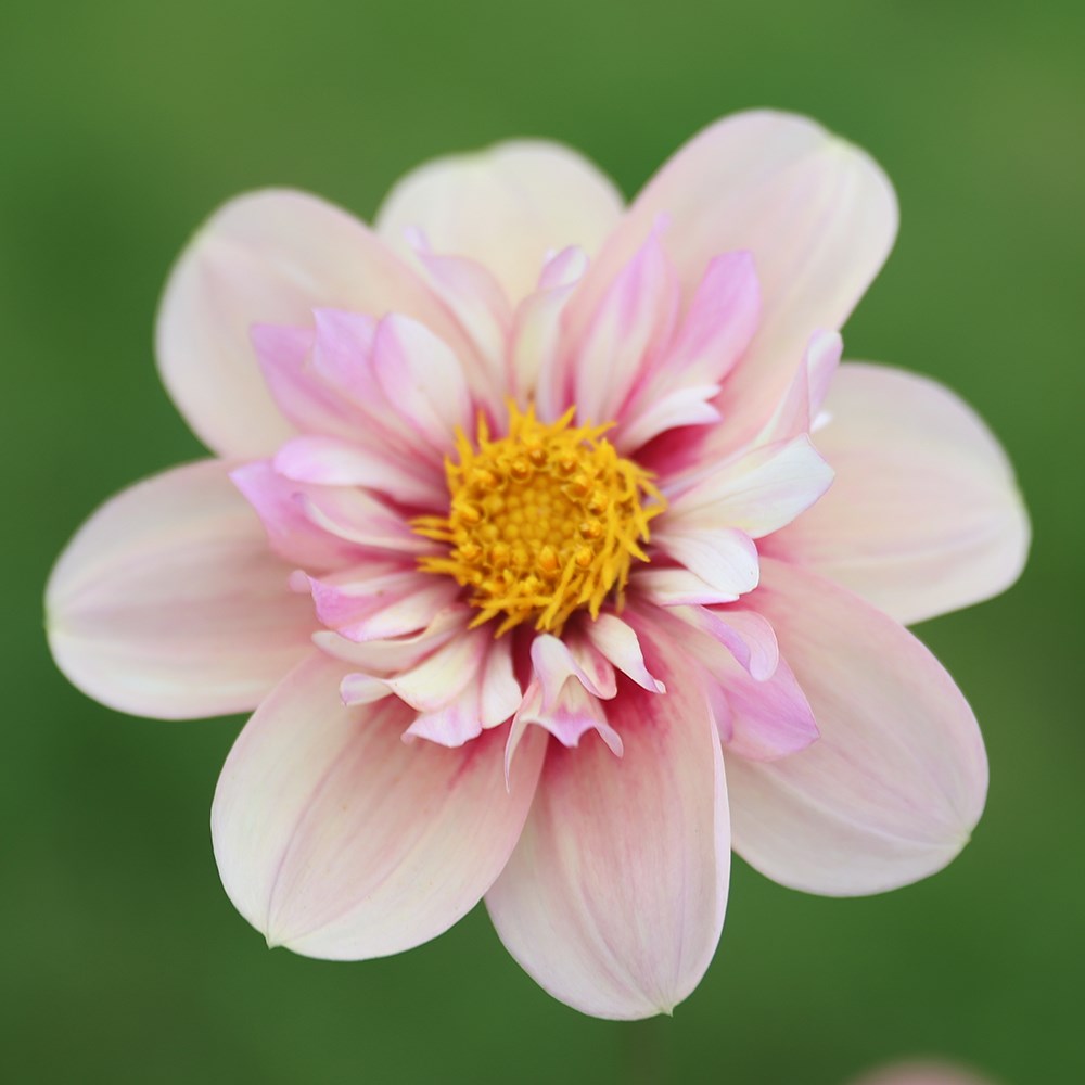 <i>Dahlia</i> 'Rhubarb and Custard' (Sweet Candy Series)