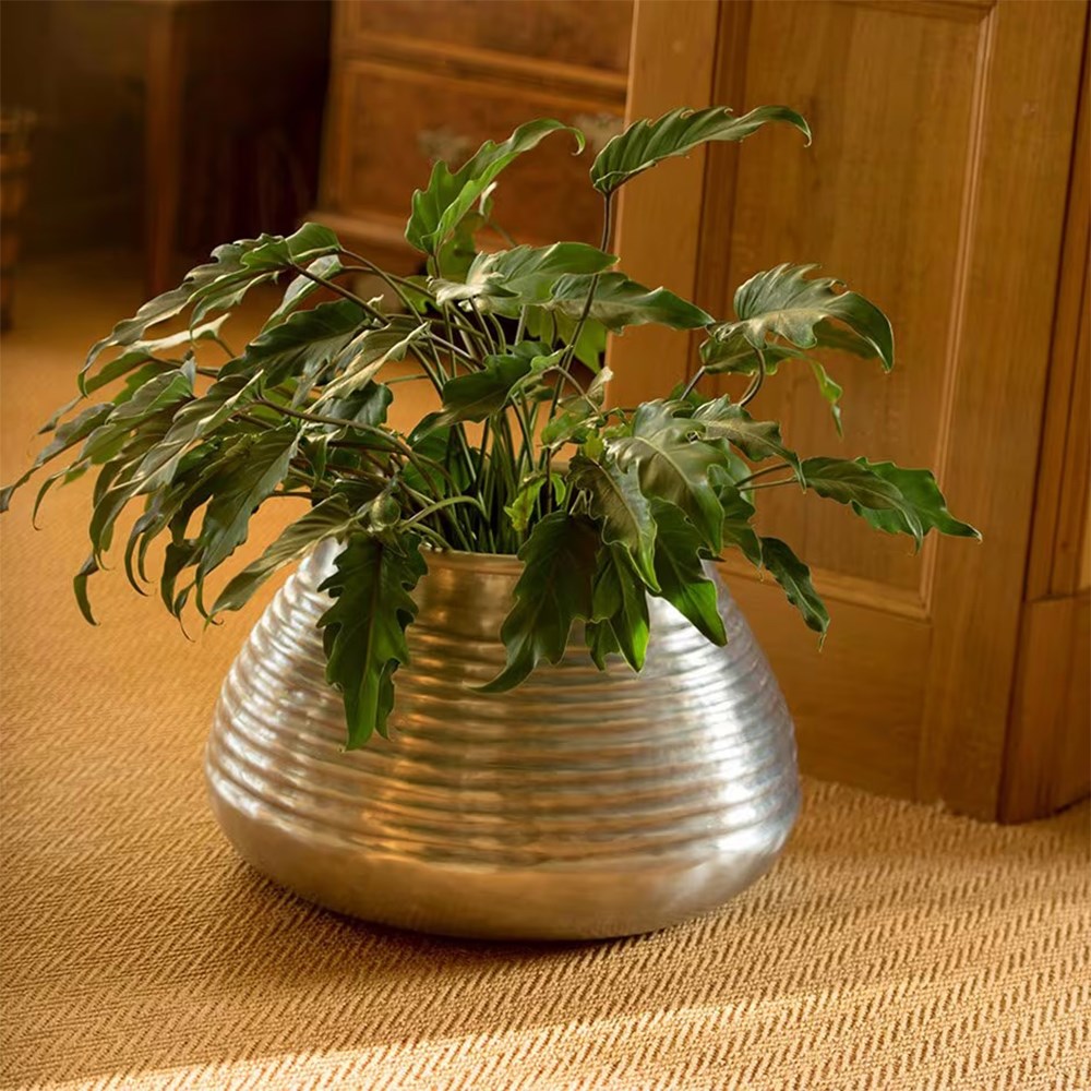 <i>Philodendron xanadu</i> 