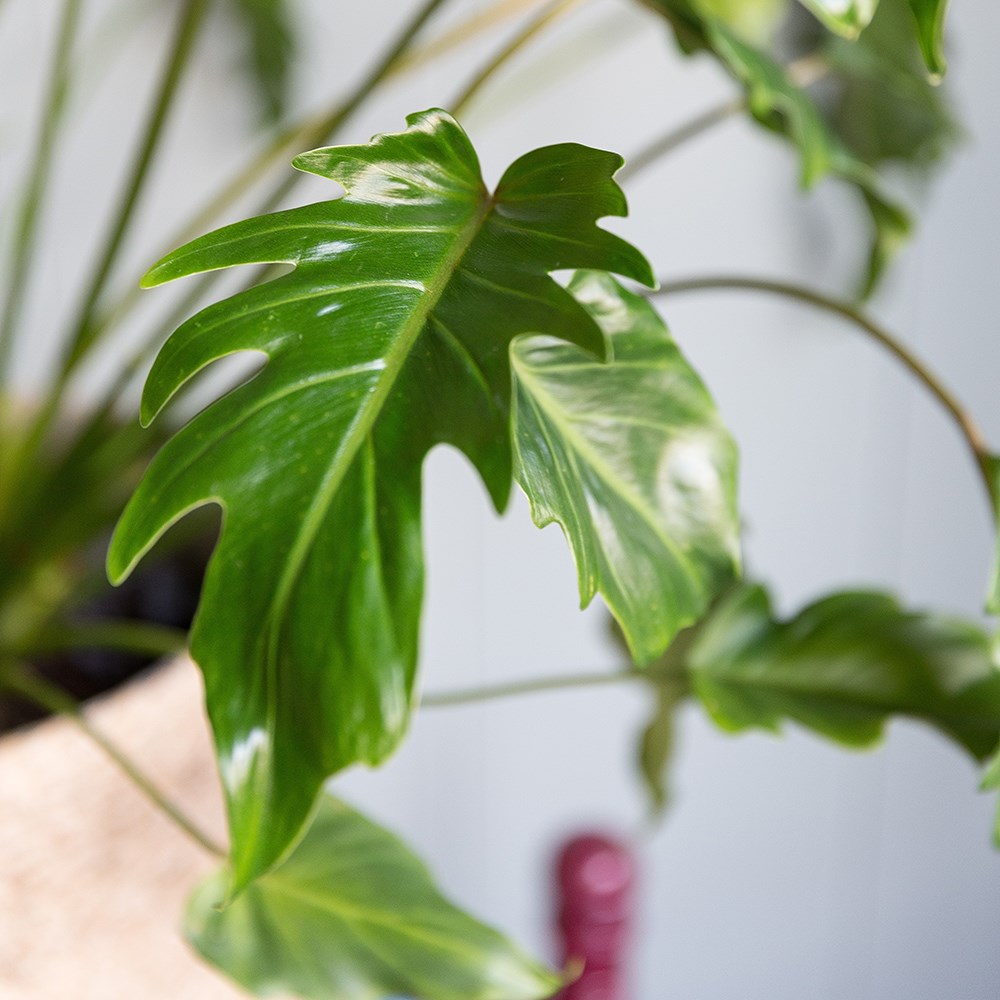 <i>Philodendron xanadu</i> 