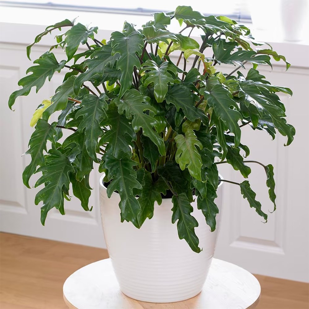 <i>Philodendron xanadu</i> 