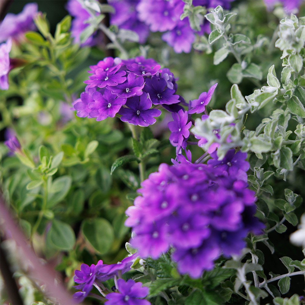 Trusted friend - Easyplanter for hanging baskets & patio pots