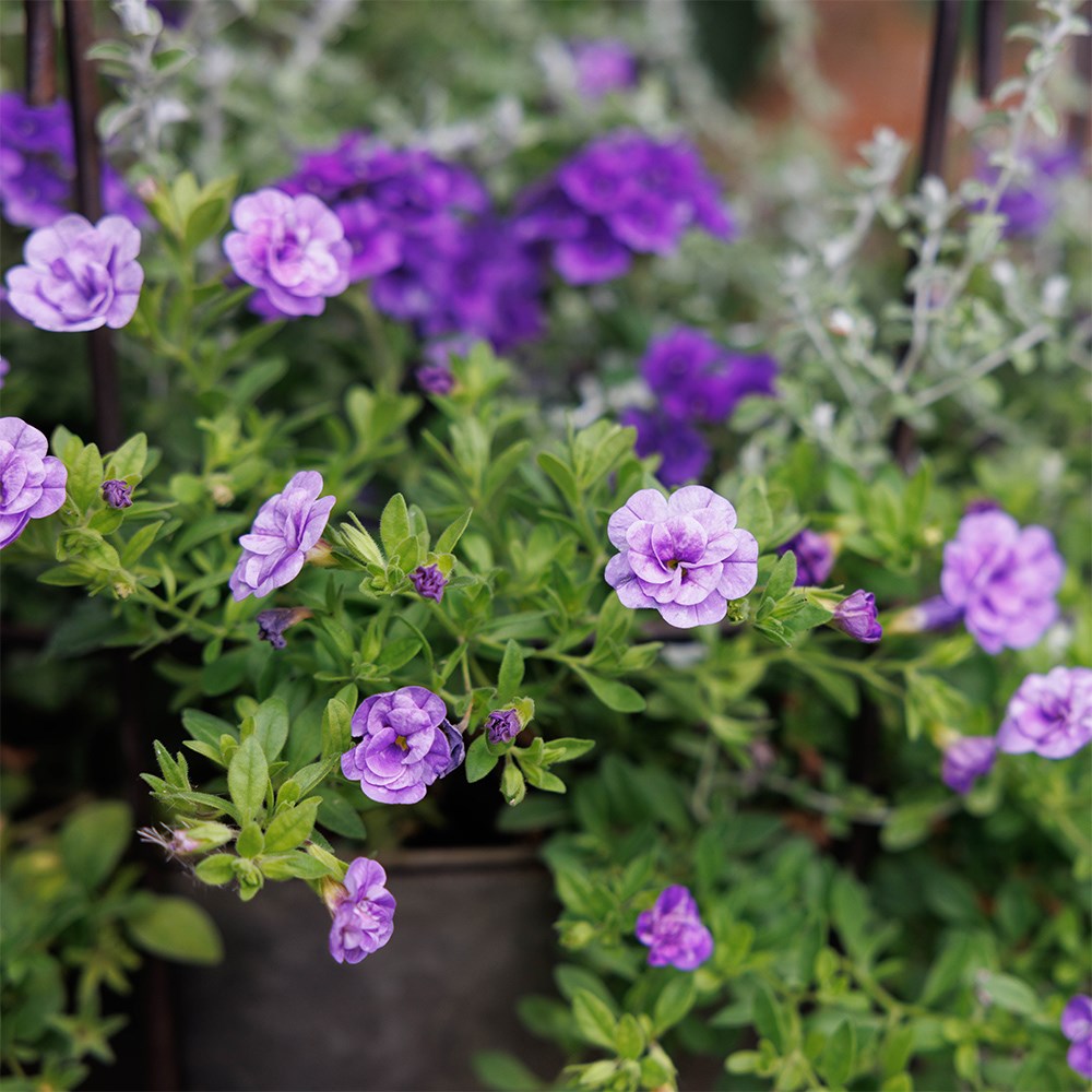 Trusted friend - Easyplanter for hanging baskets & patio pots