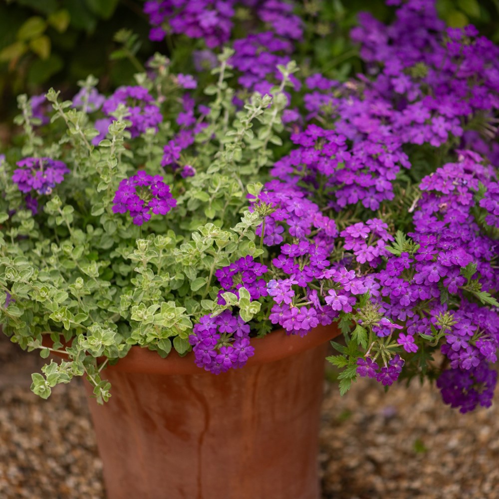 Trusted friend - Easyplanter for hanging baskets & patio pots