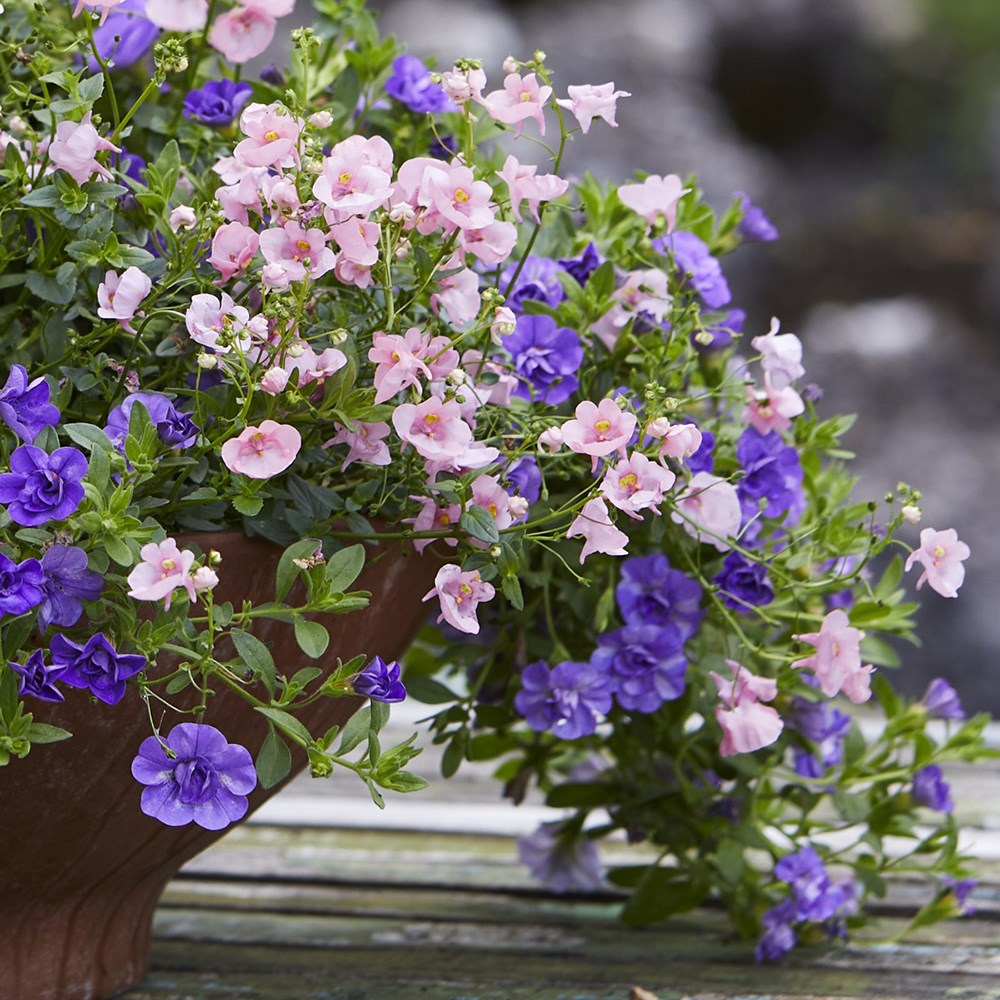 The light before dawn container plant collection