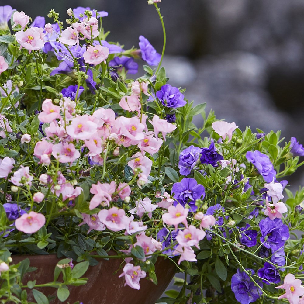 The light before dawn container plant collection