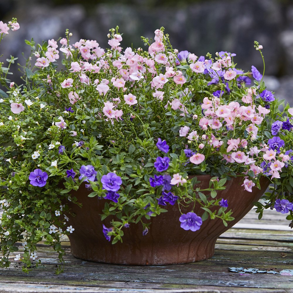 The light before dawn container plant collection