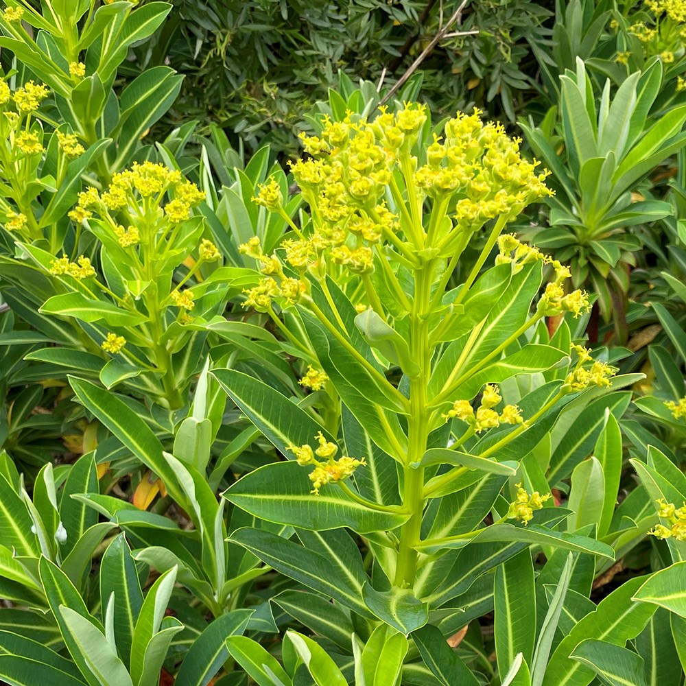 <i>Euphorbia stygiana</i> 'Sunny Side Up'