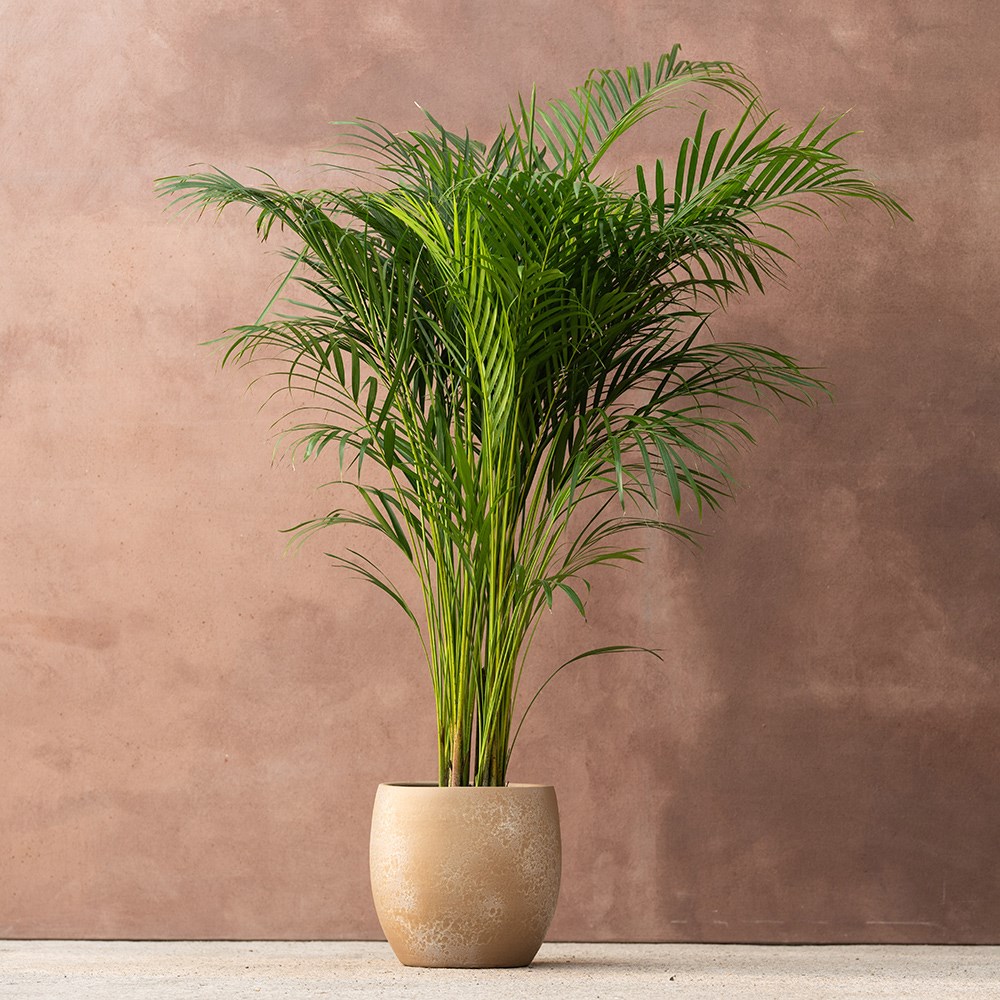 <i>Chrysalidocarpus lutescens</i> 