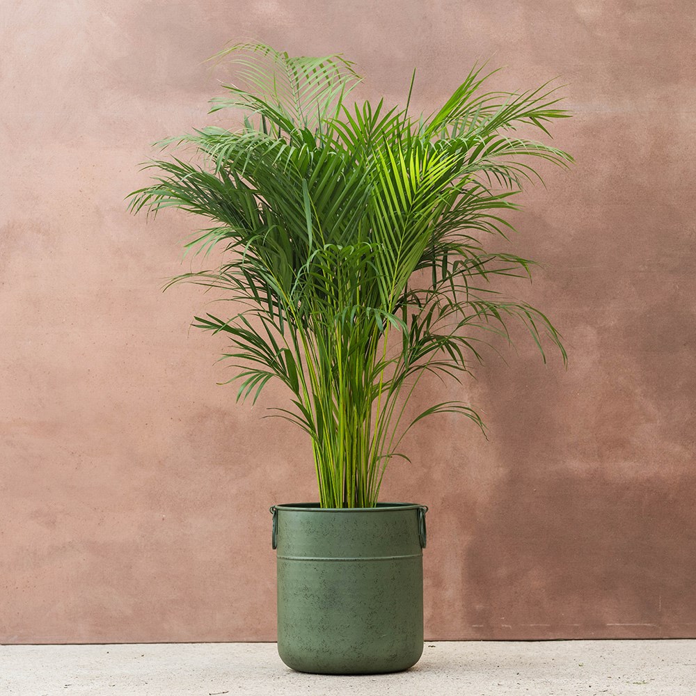 <i>Chrysalidocarpus lutescens</i> 