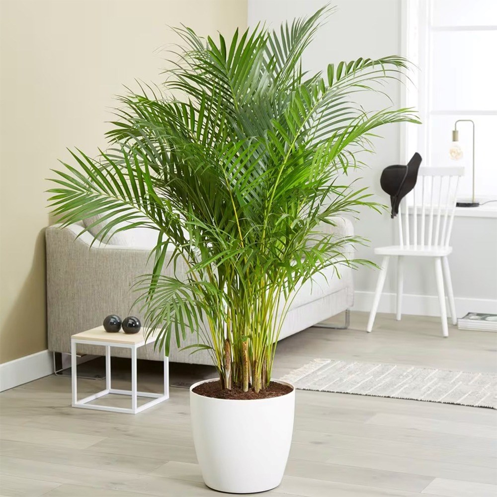 <i>Chrysalidocarpus lutescens</i> 