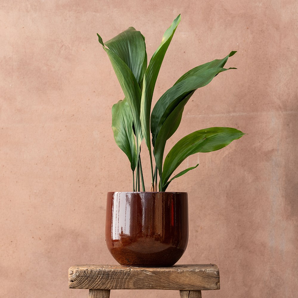 <i>Aspidistra elatior</i> 