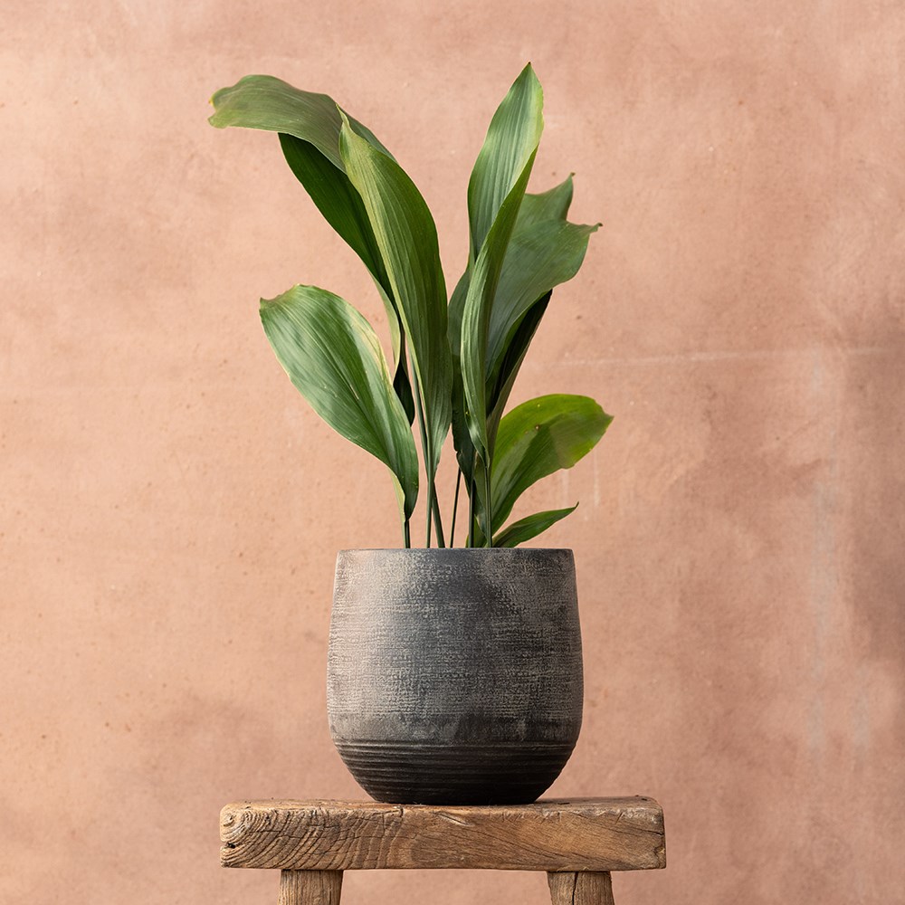 <i>Aspidistra elatior</i> 