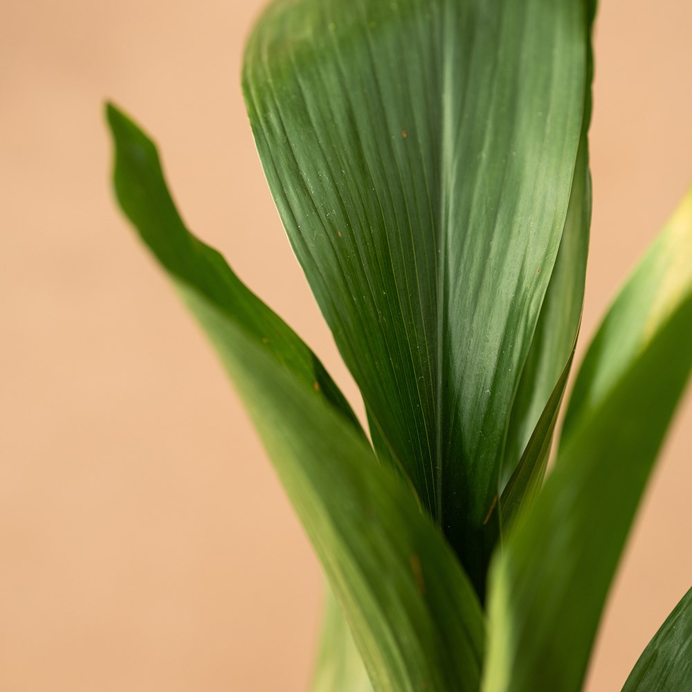 <i>Aspidistra elatior</i> 