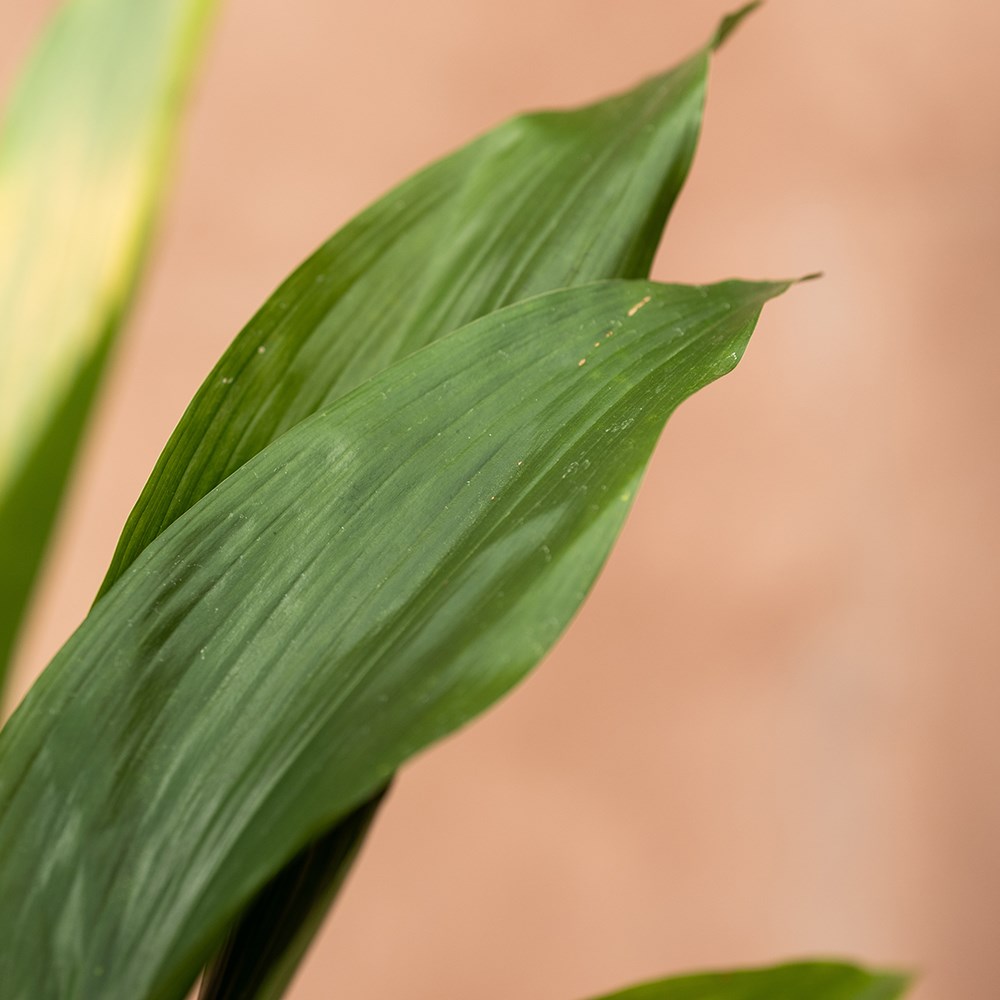 <i>Aspidistra elatior</i> 