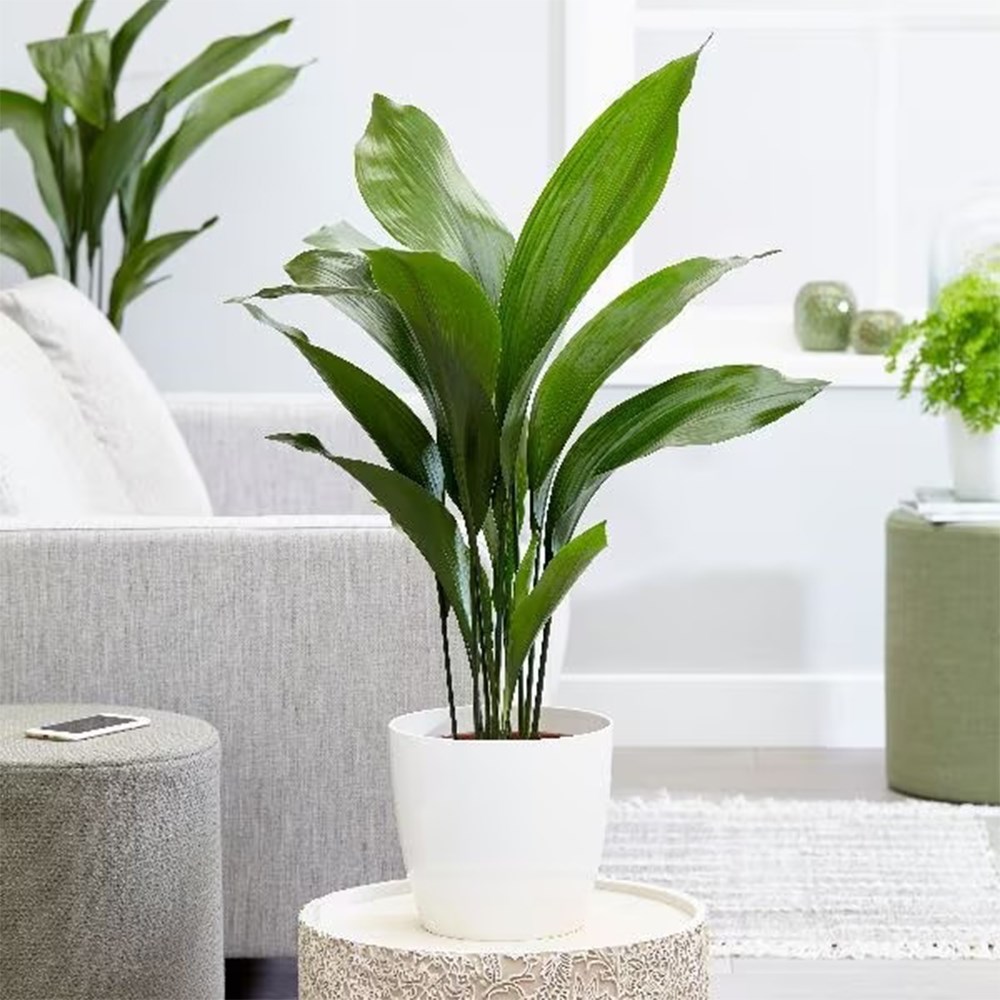 <i>Aspidistra elatior</i> 