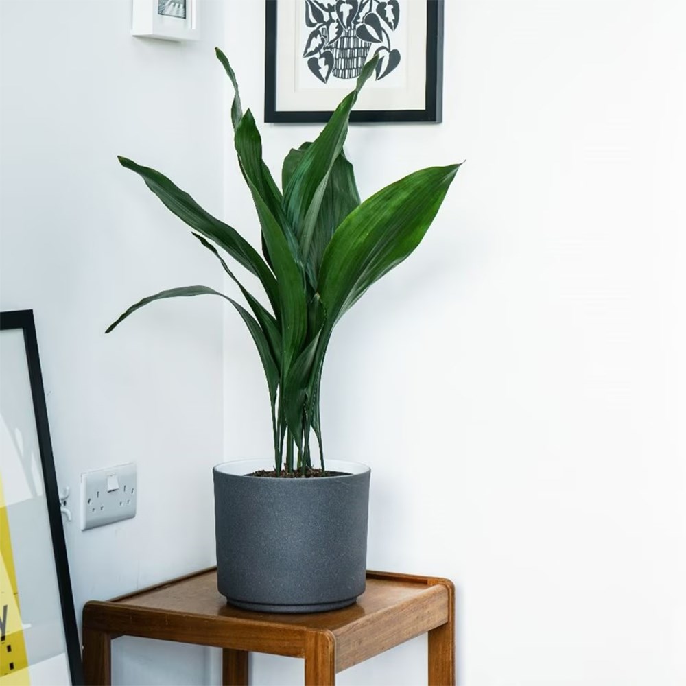 <i>Aspidistra elatior</i> 