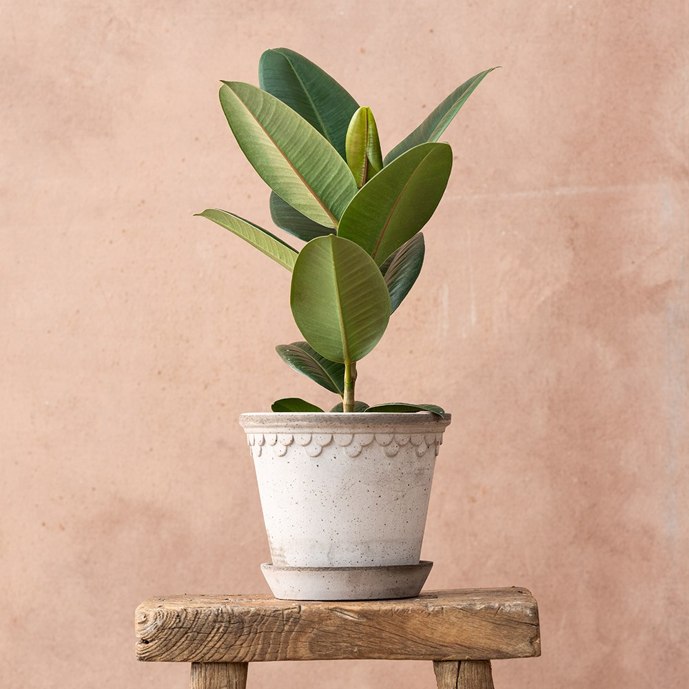 <i>Ficus elastica</i> 'Robusta'