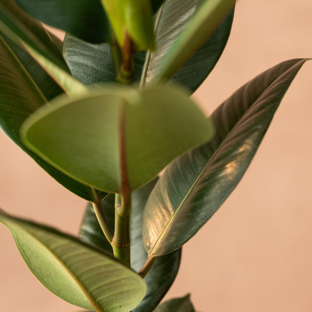 <i>Ficus elastica</i> 'Robusta'