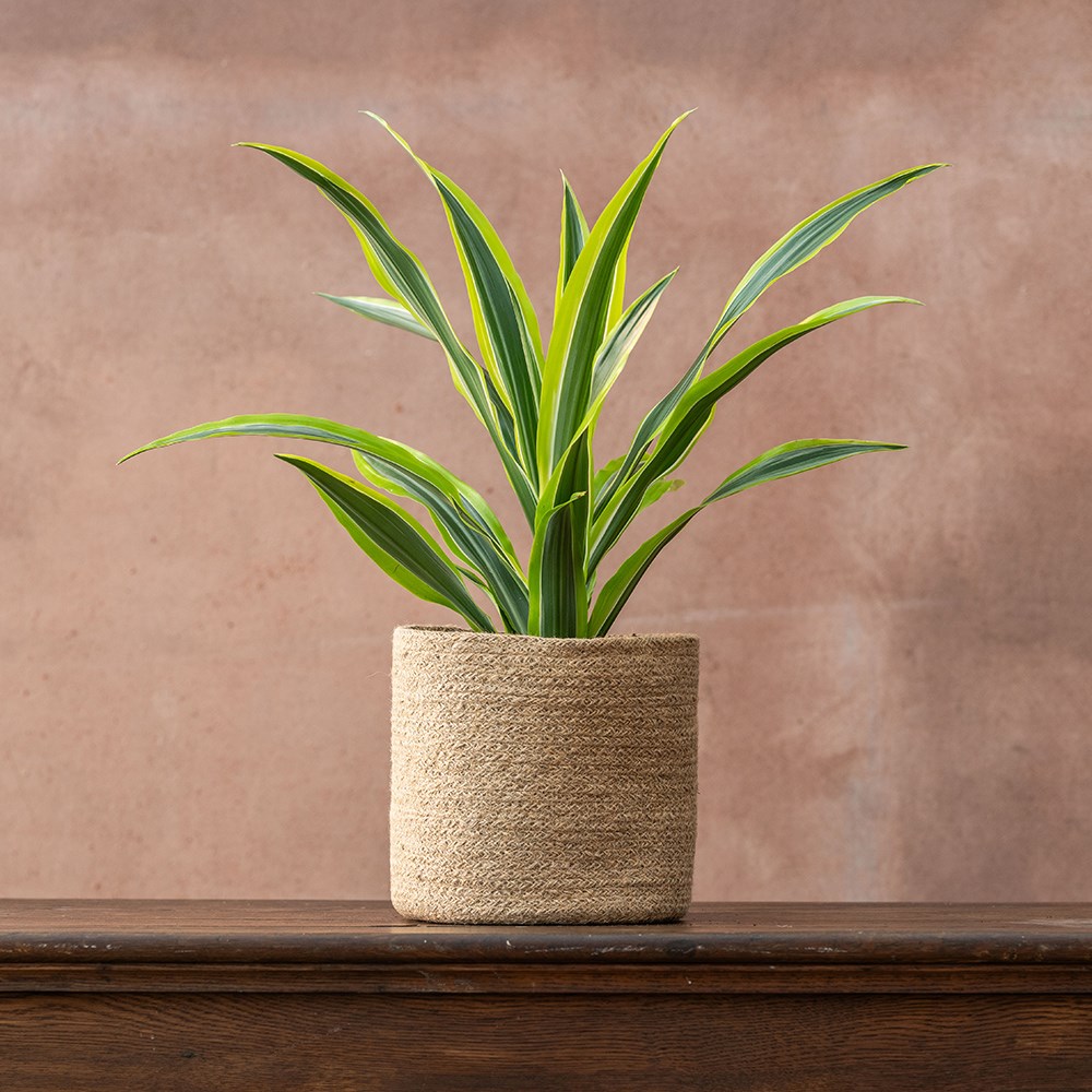 <I>Dracaena fragrans</i> (Deremensis Group) 'Lemon Lime'