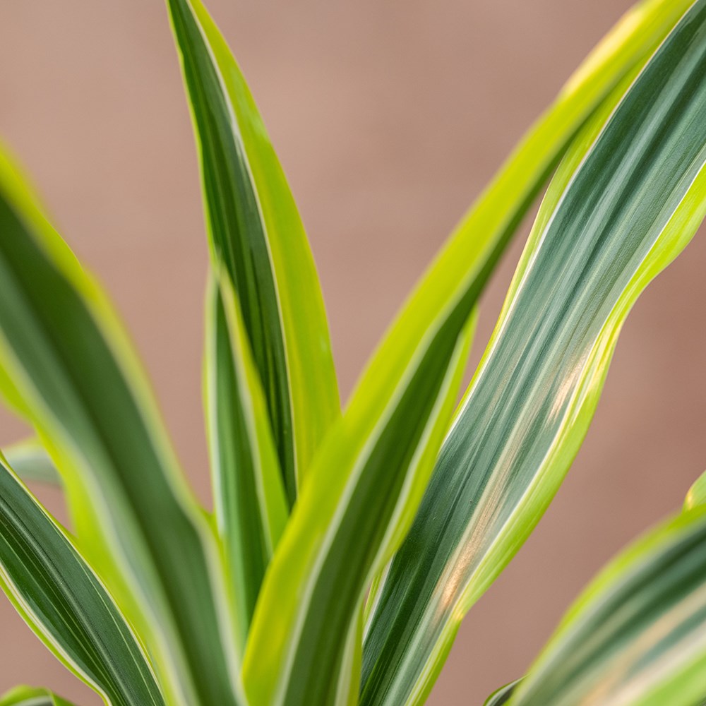 <I>Dracaena fragrans</i> (Deremensis Group) 'Lemon Lime'