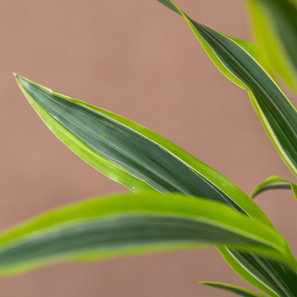 <I>Dracaena fragrans</i> (Deremensis Group) 'Lemon Lime'