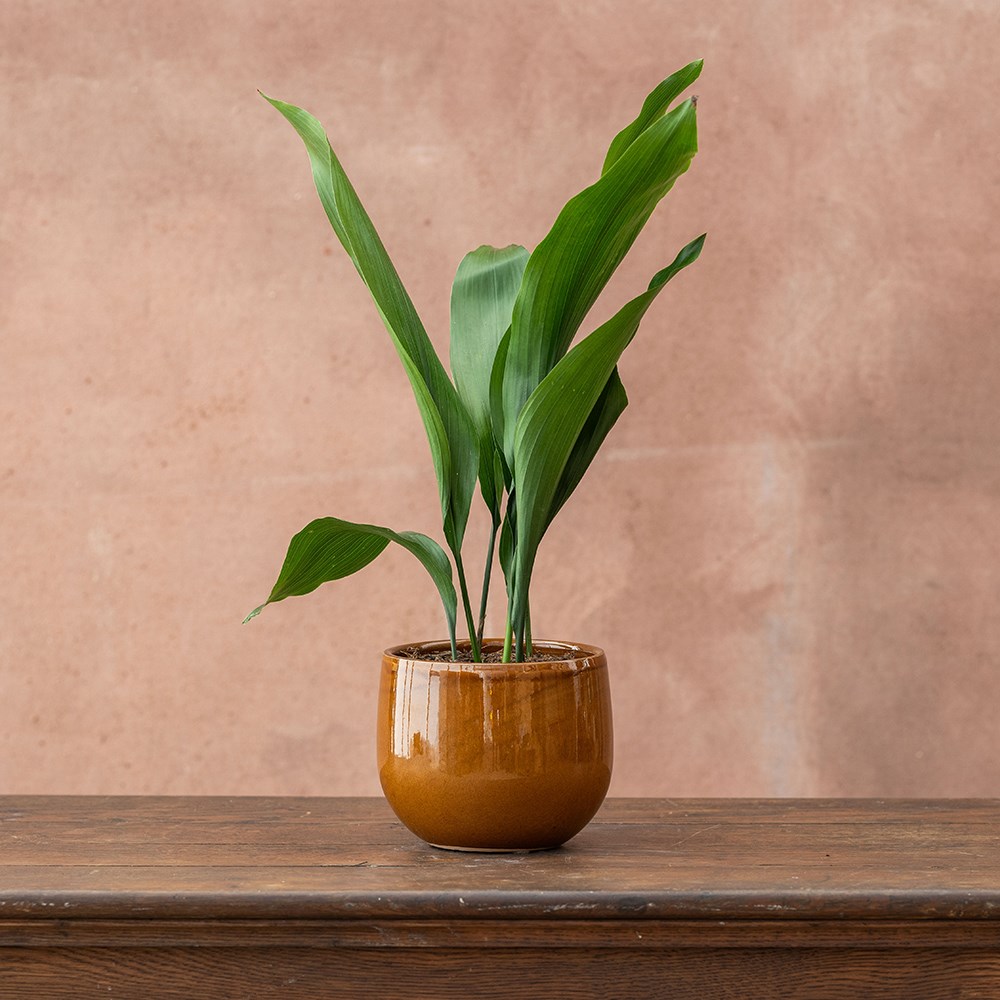 Aspidistra elatior | Houseplant