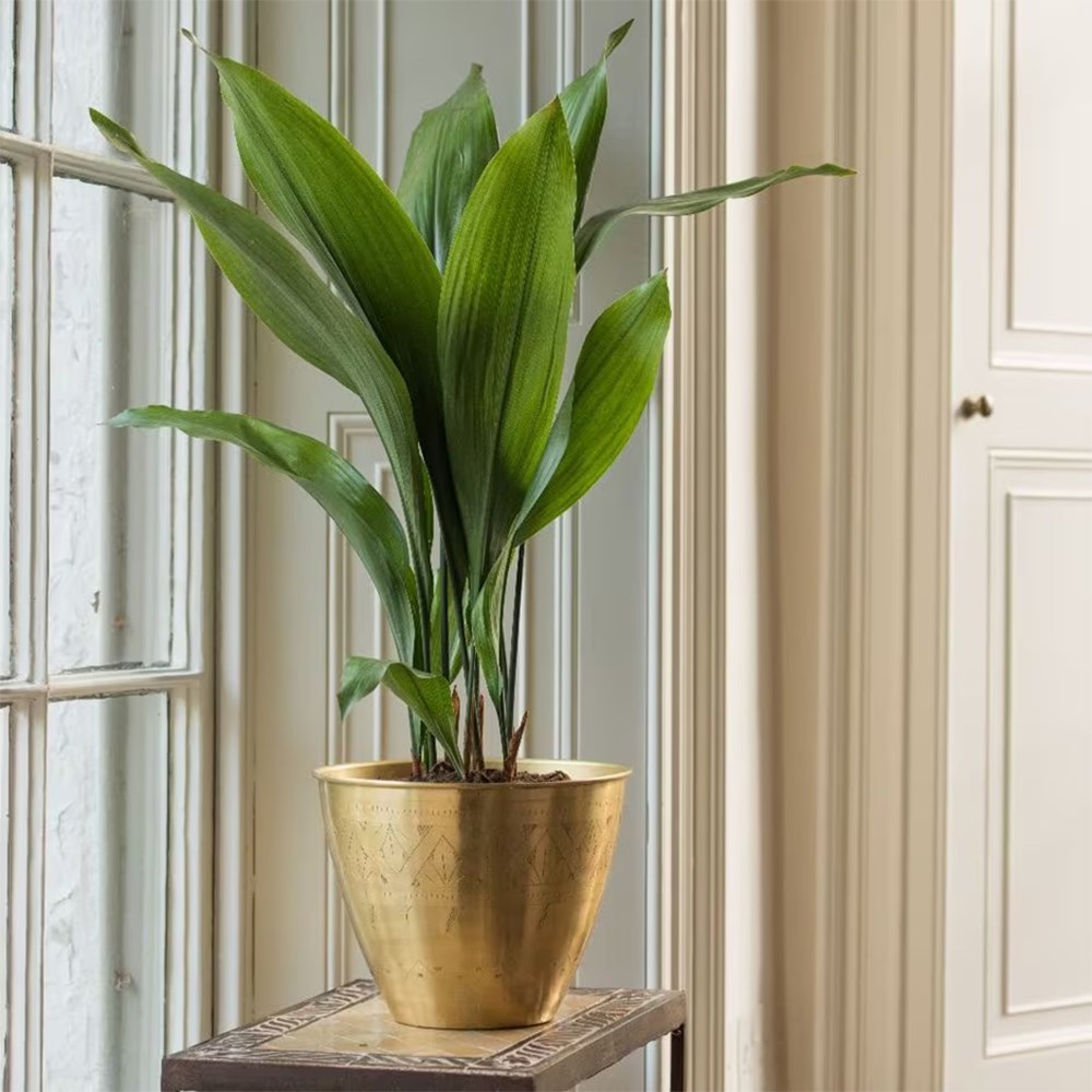 Aspidistra elatior | Houseplant