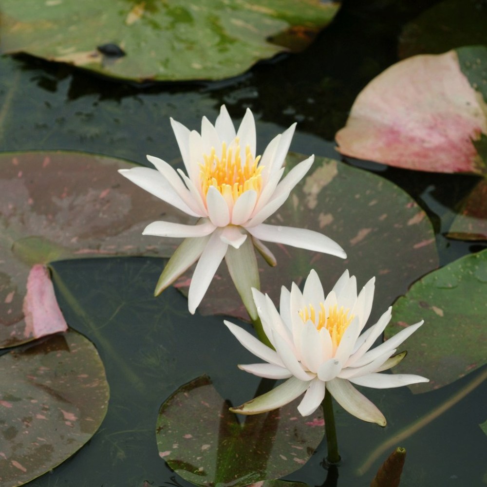 <i>Nymphaea</i> 'Arc-en-Ciel'