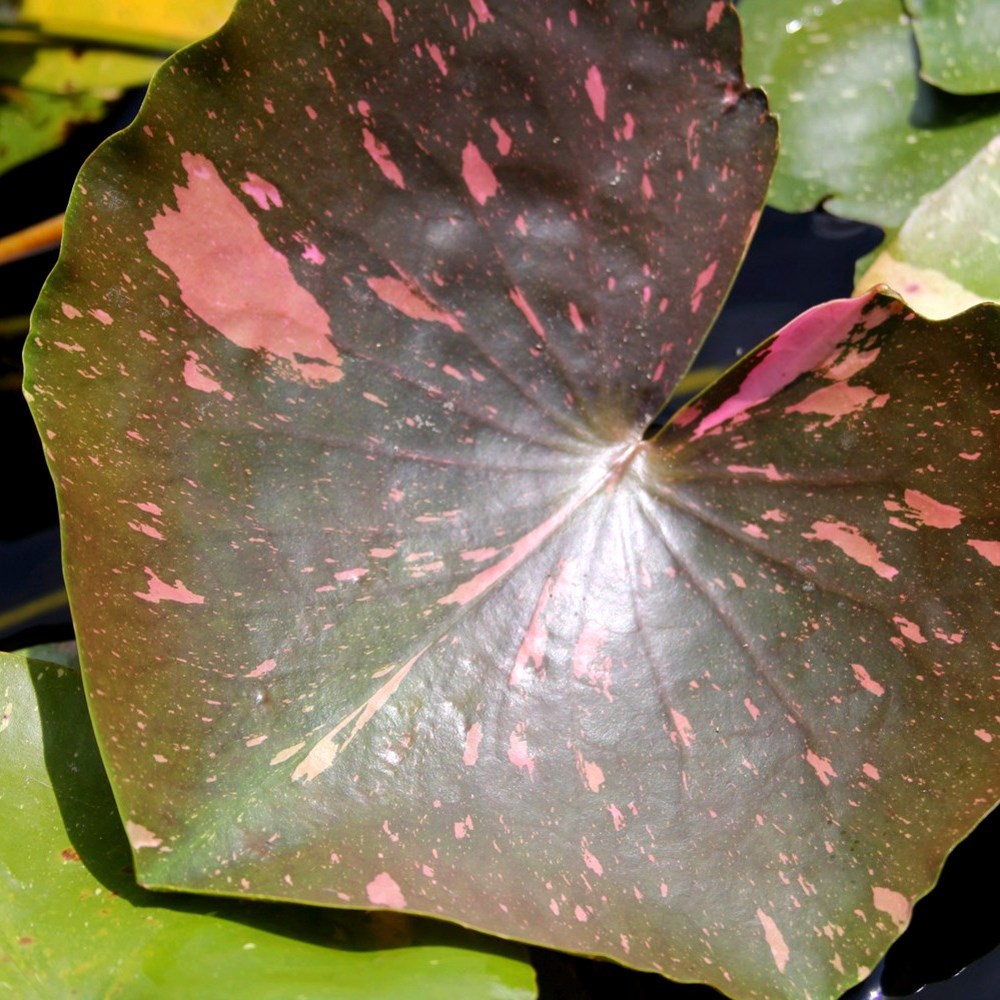 <i>Nymphaea</i> 'Arc-en-Ciel'