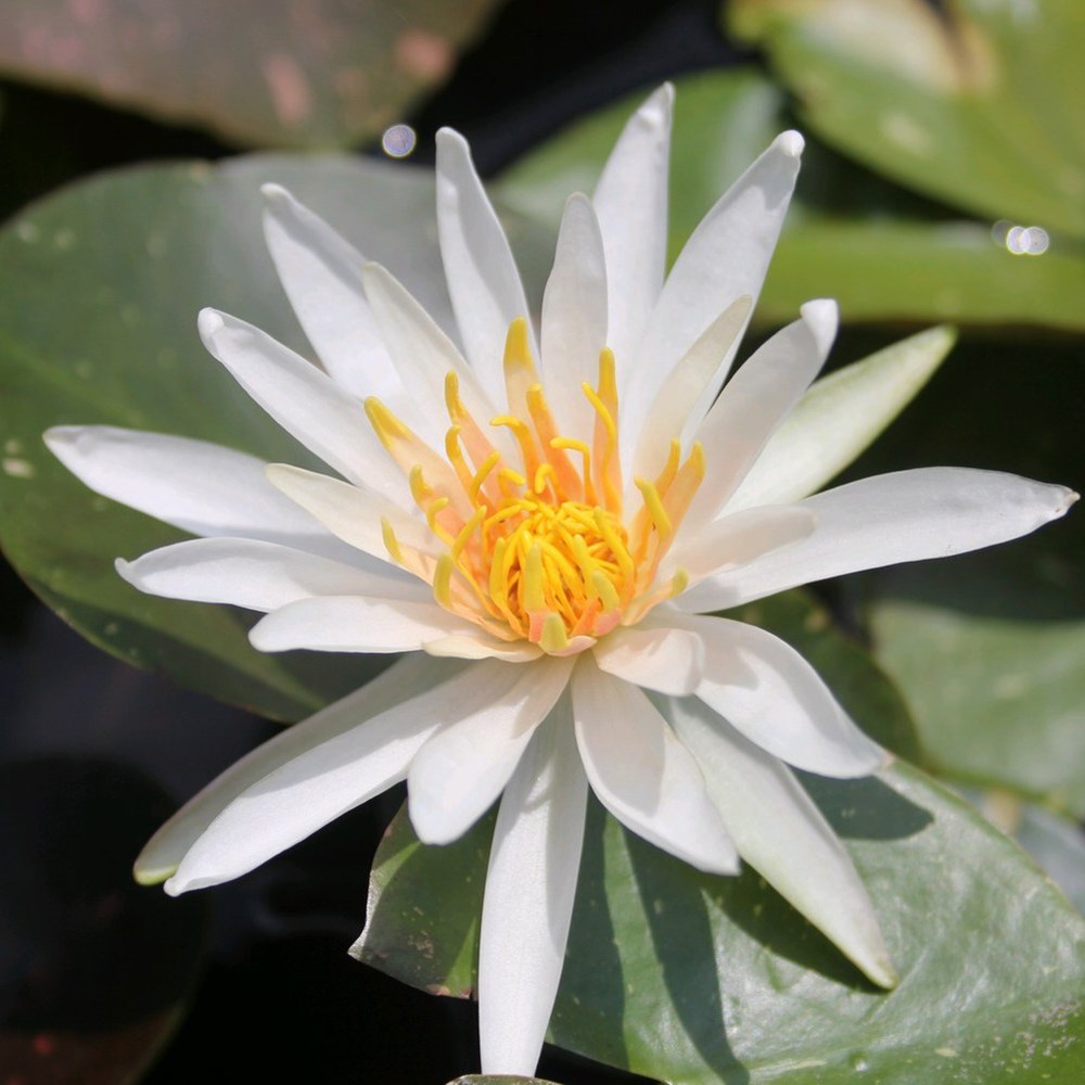 <i>Nymphaea</i> 'Arc-en-Ciel'